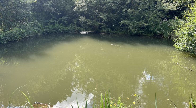 Teich