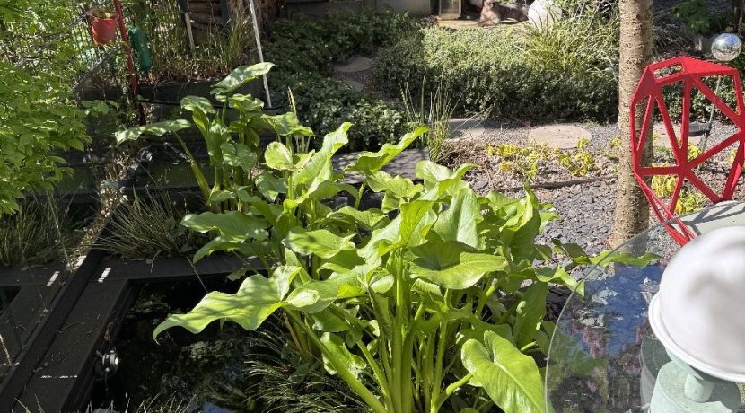 Gartenteich mit angrenzender Terrasse