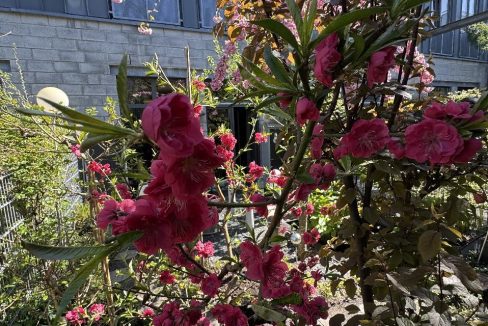 Rückansicht vom Gartenbereich