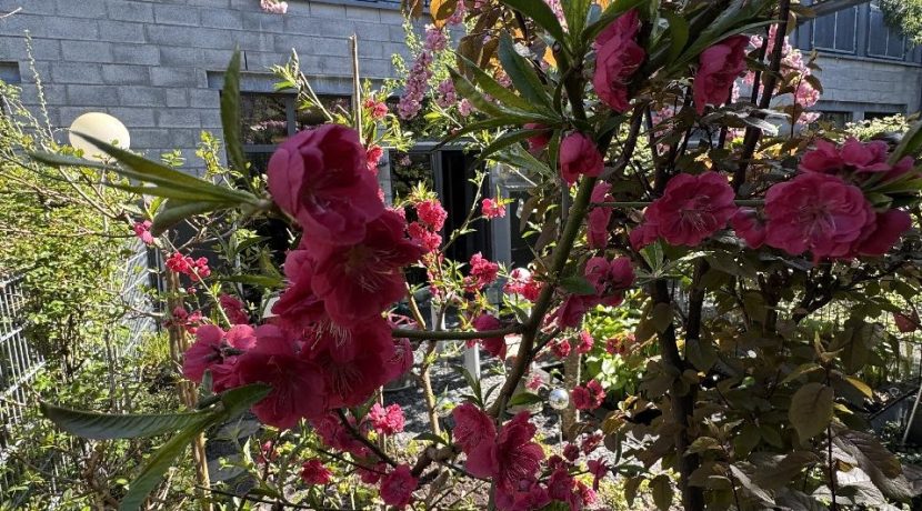 Rückansicht vom Gartenbereich