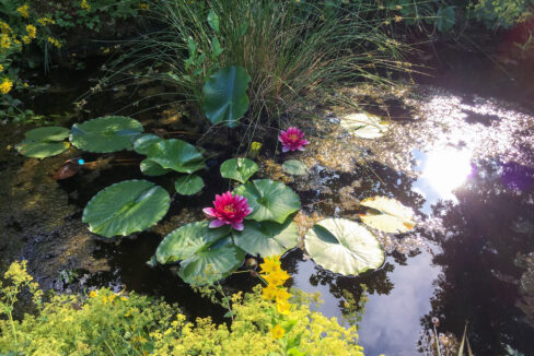 Gartenteich