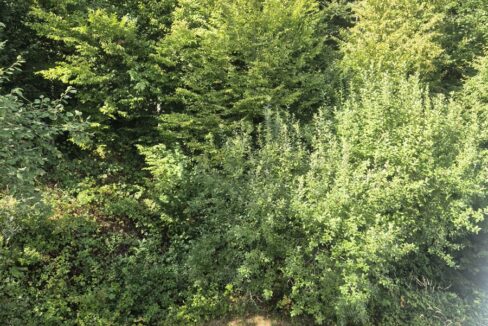 ...mit Ausgang zum Garten