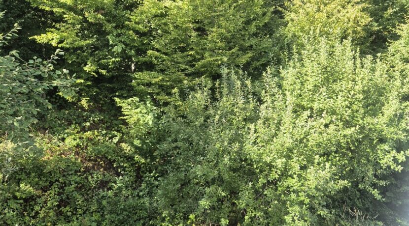 ...mit Ausgang zum Garten