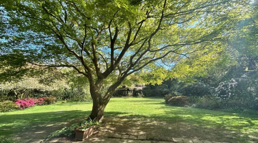 Blick in den Garten