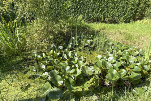 Teich