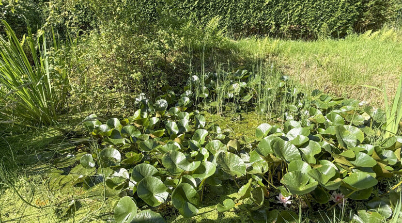 Teich
