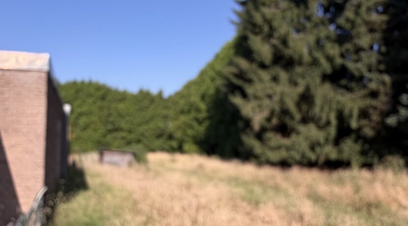Wiese hinter dem Haus