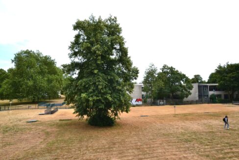 Blick in den Garten