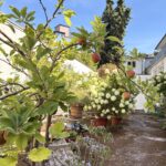 Gemeinschaftsgarten
