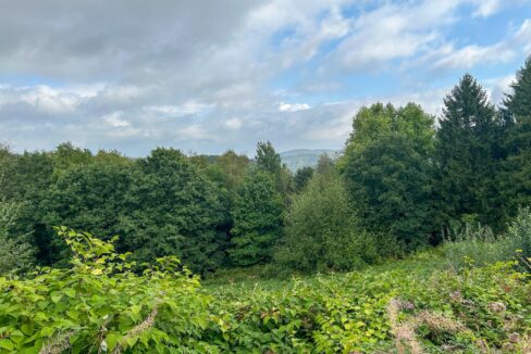 Grüner Ausblick von der Terrasse