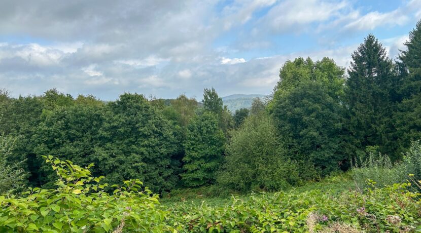 Grüner Ausblick von der Terrasse