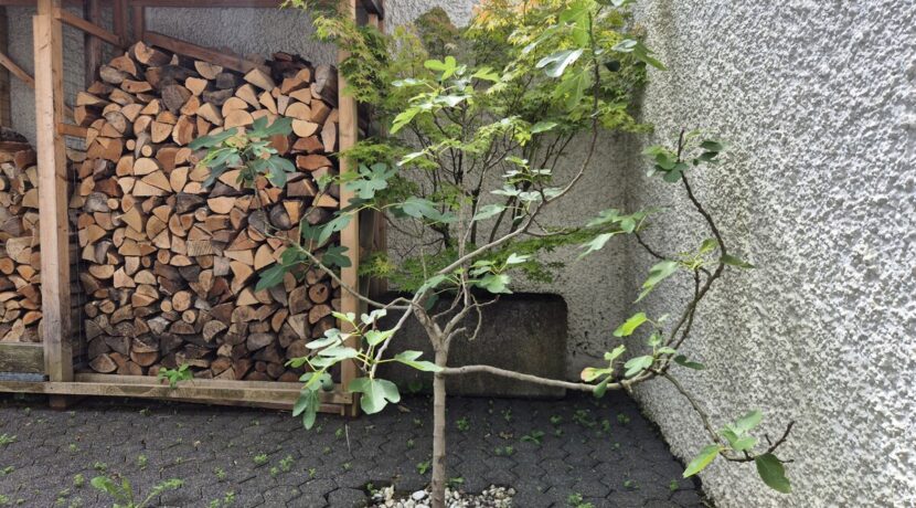 ...mit Feige vor dem Fenster...